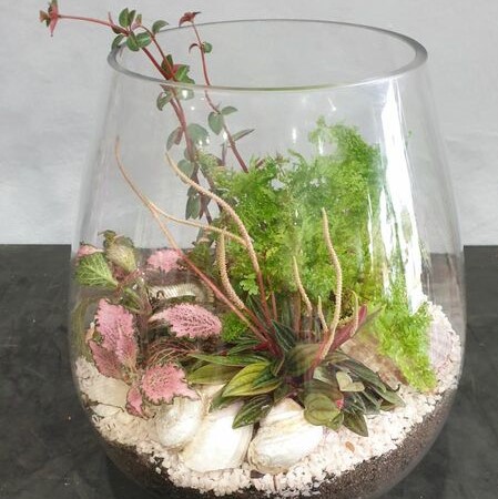 Florist Choice plants - Succulent Gardens & Terrariums