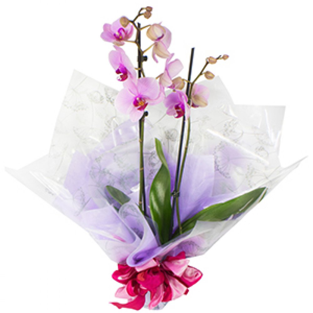 Florist Choice Plant - Orchids